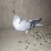 چند جفت کفتر پشت گراف پلاکی