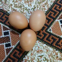 تخم مرغ بومی تازه|خوردنی و آشامیدنی|نجف‌آباد, شهید بهشتی|دیوار