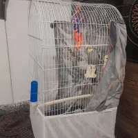 پرنده|پرنده|صباشهر, |دیوار