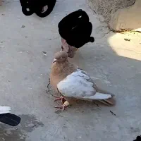 کبوتر کفتر سینه زرد گمشده