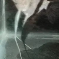 اکواریوم با ماهی|ماهی|تهران, شهرک شریفی|دیوار