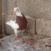 کبوتر پشتی و طوقی