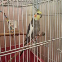 فروش عروس هلندی