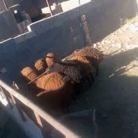 بره نر وماده|حیوانات مزرعه|نیشابور, ریوند|دیوار