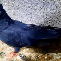 زاغ ماده ابادانی|پرنده|بندر ماهشهر, |دیوار