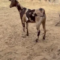 ذات ناب|حیوانات مزرعه|همدان, |دیوار