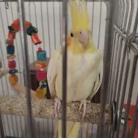 ۴تا عروس هلندی با۳تا تخم یک جفتش مولد هست