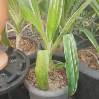 سوسن عنکبوتی ابلق|گل و گیاه طبیعی|محلات, |دیوار