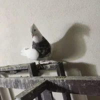 کبوتر طوقی|پرنده|سنندج, |دیوار