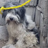 سگ پا کوتاه