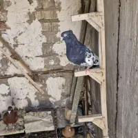 کبوتر|پرنده|شیراز, کفترک|دیوار
