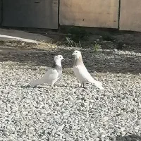 کبوتر رنگی سالم و سرحال