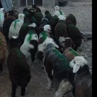 بره نر سبک مخصوص خاص پسندا