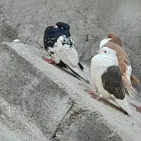 کبوتر معاوضه|پرنده|رامهرمز, |دیوار