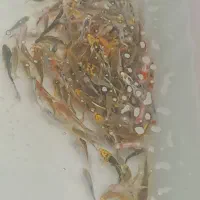 ۱۰۰ درصد چرم و باله بلند