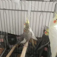 عروس هلندی|پرنده|میانه, |دیوار