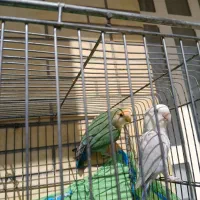 طوطی برزیلی|پرنده|شیراز, سجادیه|دیوار