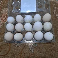 تخم مرغ محلی