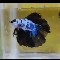 فایتر هافمون بتا