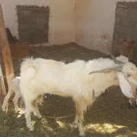 یک عدد نری پاه وندی چاق|حیوانات مزرعه|نرماشیر, |دیوار