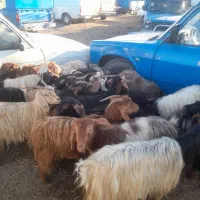 بز ماده ابستن