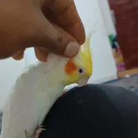 عروس ماده اماده جفت گیری