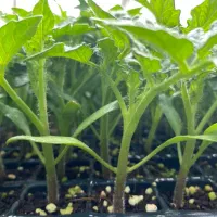 نشا گوجه برنتا ، بدرو ، بروویو|خدمات باغبانی و درختکاری|کهنوج, |دیوار