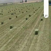 یونجه پرس خالص کیلویی ۵۰ هزار