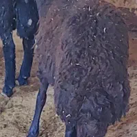 بره نر|حیوانات مزرعه|سنندج, |دیوار