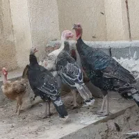 بوقلمون محلی