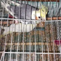 عروس هلندی|پرنده|ارومیه, |دیوار