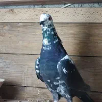 16 عدد کفتر پرشی و جفتگاه