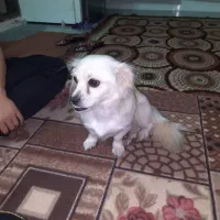 فروش سگ میکس