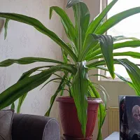 فروش گل نخلی بزرگ و مقاوم