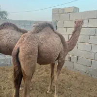 شتر نر|حیوانات مزرعه|بندرعباس, |دیوار