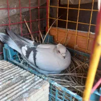 ماده شامی|پرنده|شوشتر, |دیوار