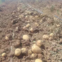 سیب زمینی بذری سانته|عمده‌فروشی|چادگان, |دیوار