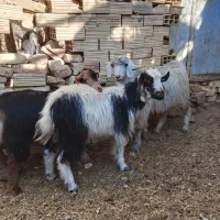 سه تا کره سبک