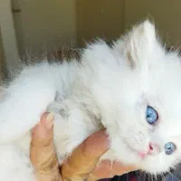 بچه گربه پرشین اشرافی