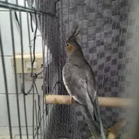 فروش یک جفت عروس هلندی