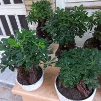 بنسای میخک هندی|گل و گیاه طبیعی|قم, شهدا|دیوار