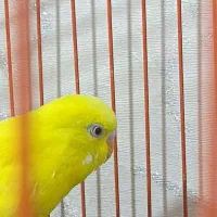 مرغ عشق هلندی