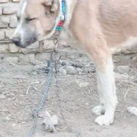 سگ درشت هیکلی