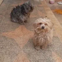 دو سگ نر و ماده