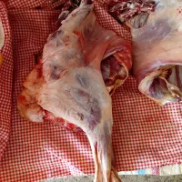 گوشت میش جوان فقط۸۸۰هزار