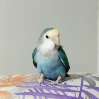 دو عدد کوتوله برزیلی نر