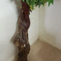 شش تا کناره|گل مصنوعی|زاهدان, |دیوار