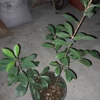 فتونیا گلدان ۴ و ۱۰ قیمت مناسب|گل و گیاه طبیعی|چابکسر, |دیوار