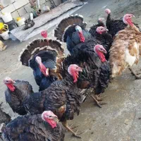 بوقلمون کوردی|حیوانات مزرعه|کامیاران, |دیوار