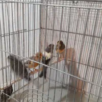 قناری نر شلاقی و مست (خوشرنگ)|پرنده|اصفهان, قلعه طبره|دیوار